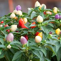 Ornamental Pepper Harlequin Bloom