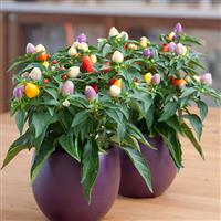 Ornamental Pepper Harlequin Container