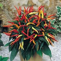 Ornamental Pepper Medusa Container