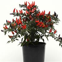 Ornamental Pepper Midnight Fire Container