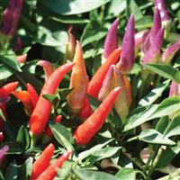 Ornamental Pepper Sangria Bloom