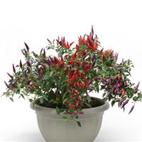 Ornamental Pepper Sangria Container