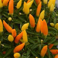 Ornamental Pepper Sedona Sun Bloom