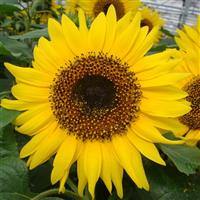Sunflower Choco Sun Bloom
