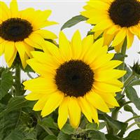 Sunflower SunBuzz Bloom