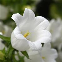 Campana White Bloom