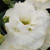 ABC™ 3 White Bloom