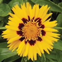 Coreopsis Sunfire Bloom