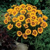 Coreopsis Sunfire Garden