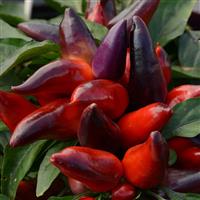 Ornamental Pepper Wicked Bloom