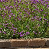 Verbena Santos Purple Commercial Landscape 1