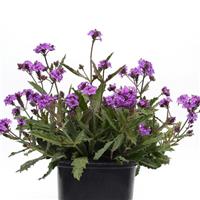 Verbena Santos Purple Container