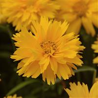 Coreopsis Double the Sun Bloom