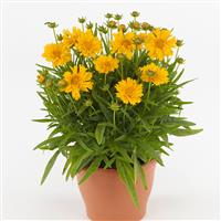 Coreopsis Double the Sun Container
