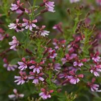 Cuphea Pink Shimmer Bloom