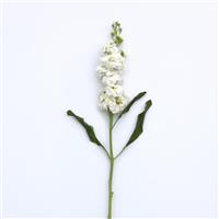 Katz Hi Double White Single Stem, White Background