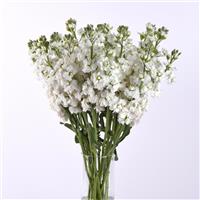 Katz Hi Double White Mono Vase, White Background