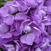 Mathilda™ Lavender Bloom