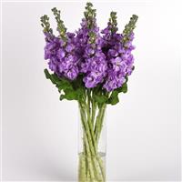 Mathilda™ Lavender Mono Vase, White Background