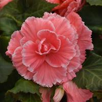 AmeriHybrid<sup>®</sup> Picotee Lace Pink Bloom