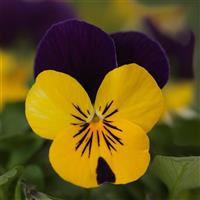 Quicktime™ Yellow Violet Jump Up Bloom