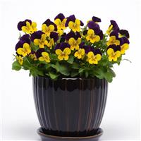 Quicktime™ Yellow Violet Jump Up Container
