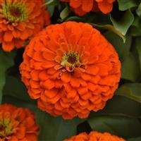 Zesty™ Orange Bloom