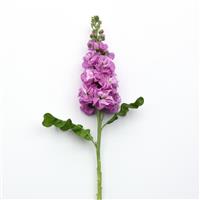 Centum™ Pink Single Stem, White Background