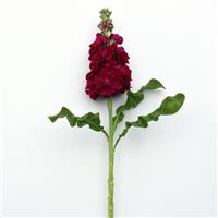 Centum™ Red Single Stem, White Background