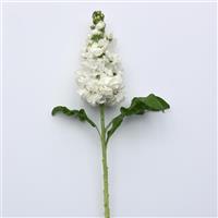 Centum™ White Single Stem, White Background