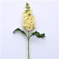 Centum™ Yellow Single Stem, White Background