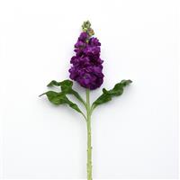 Centum™ Deep Blue Single Stem, White Background