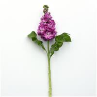 Centum™ Deep Rose Single Stem, White Background