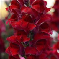 Rocket Red Bloom