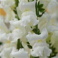 Rocket White Bloom