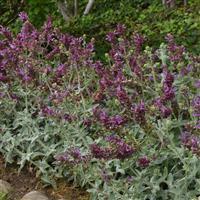 Salvia Lancelot Commercial Landscape 1