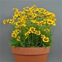 Coreopsis SunKiss Container