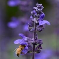 Salvia interspecific Big Blue Bloom