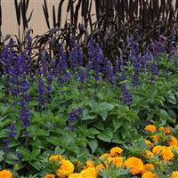 Salvia interspecific Big Blue Commercial Landscape 2