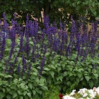 Salvia interspecific Big Blue Commercial Landscape 4