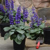 Salvia interspecific Big Blue Container