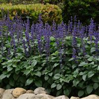 Salvia interspecific Big Blue Landscape