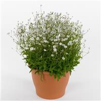 Silene Starry Dreams Container