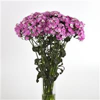 Amazon™ Lavender Magic Mono Vase, White Background