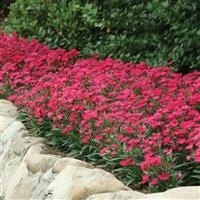 Ideal Select™ Rose Landscape