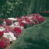 Ideal Select™ Mixture Landscape