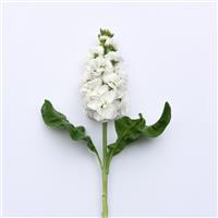 Tosca White Single Stem, White Background