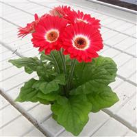 ColorBloom™ Bicolor Red White Bloom