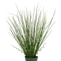 Grass Twisted Arrows Container