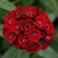 Sweet™ Red Bloom